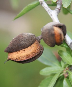Health Benefits of Almonds