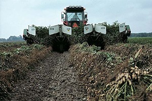 How are peanuts harvested How are peanuts harvested