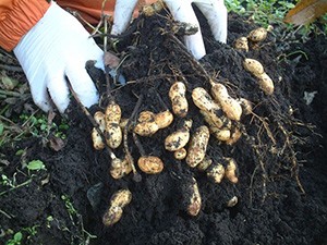 Peanut cultivation Peanut cultivation