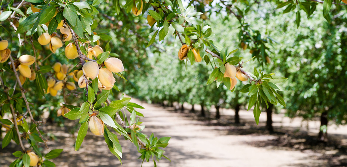 A Positive Year for the Almond Industry