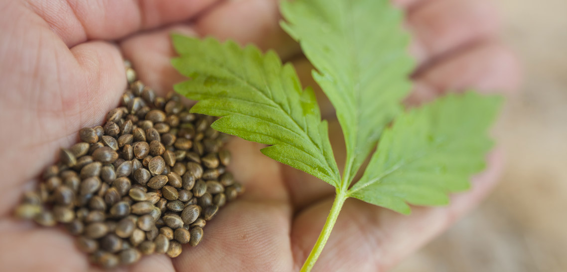 The Use of Organic Hemp Seeds