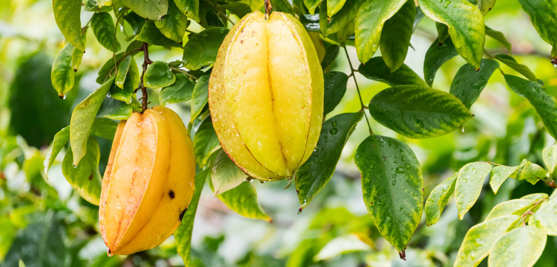 Amazing Star Fruit