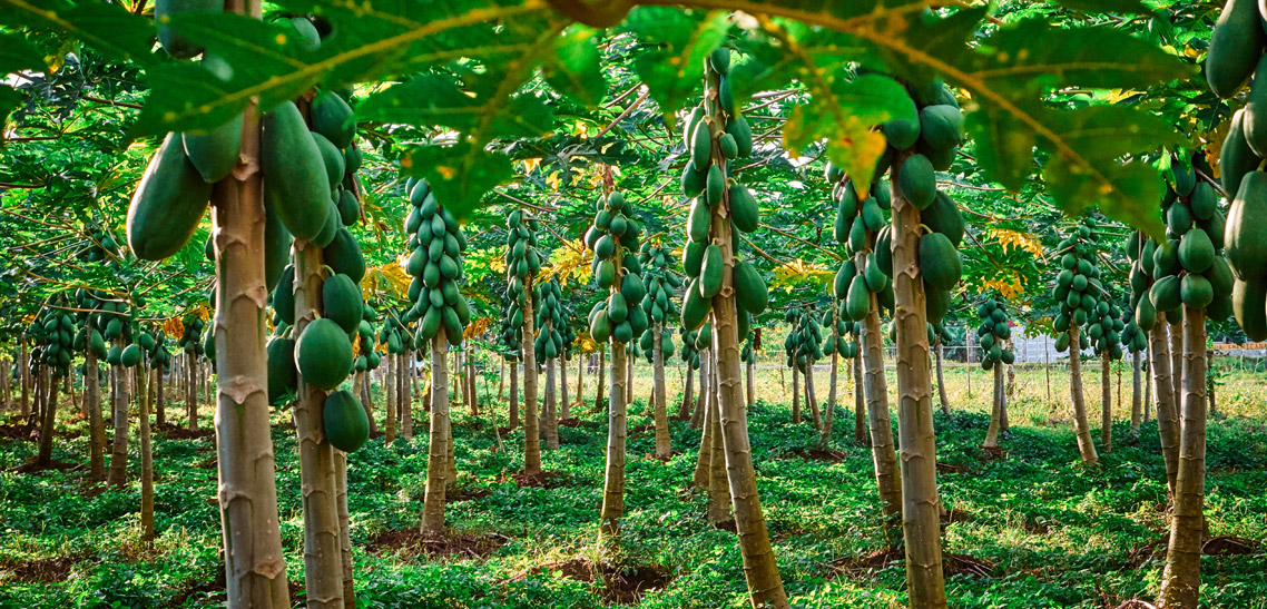 Papaya 