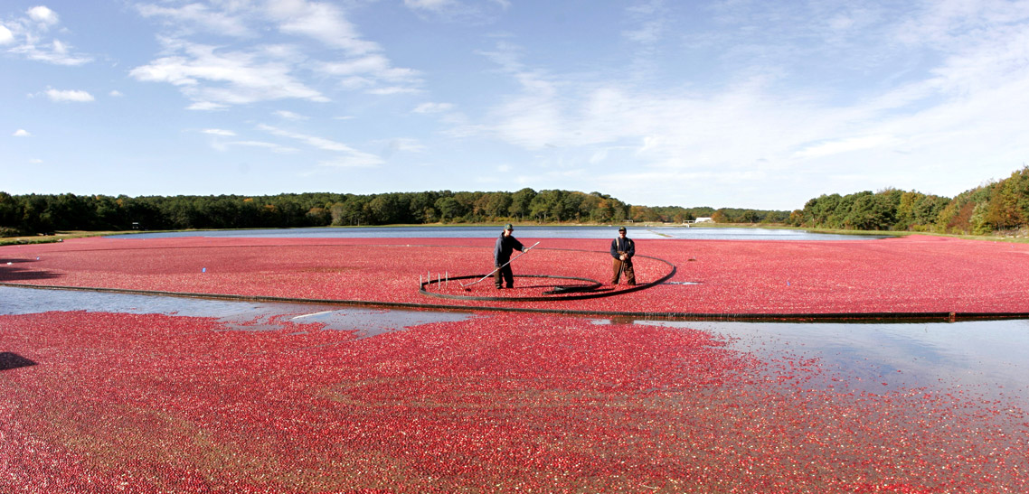 What is Cranberry Bogging?