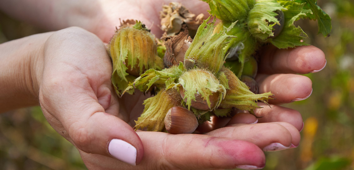 Hazelnut Filbert vs Cobnut, What