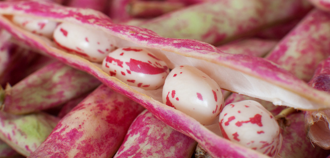What are Cranberry Beans Good for?