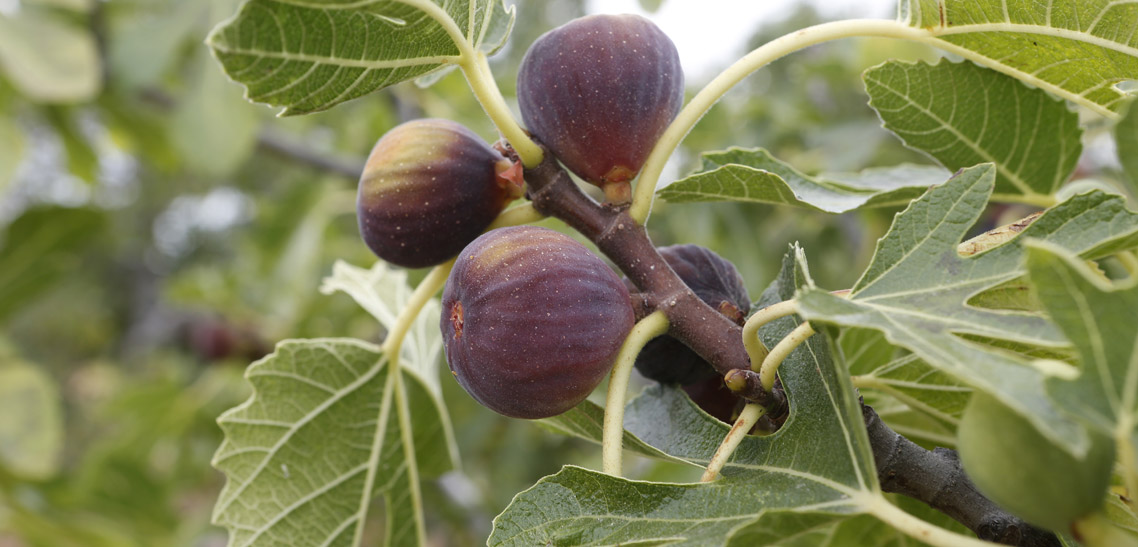 Black Mission and Other Types of Figs