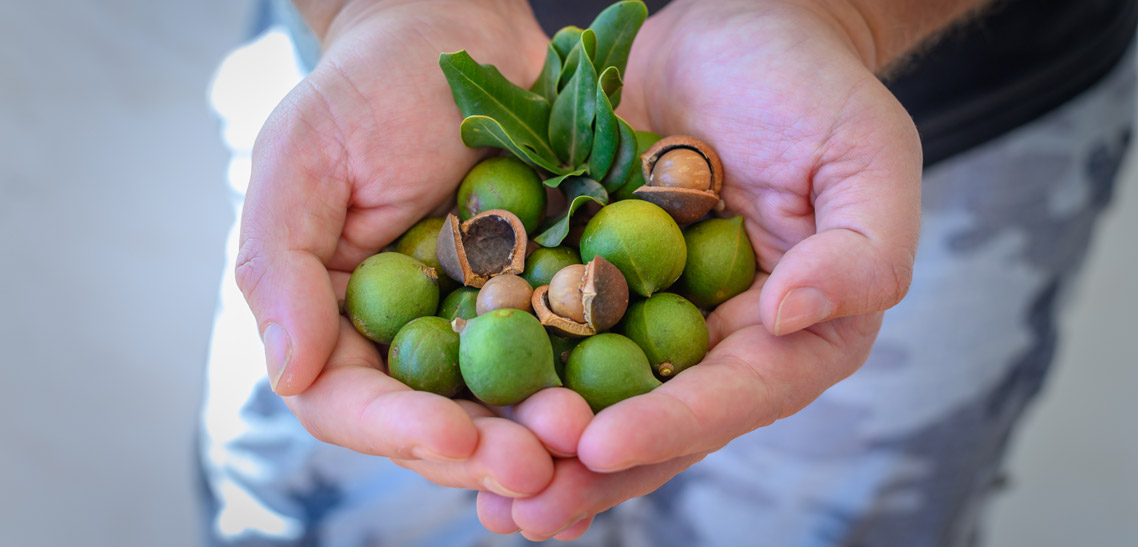 Macadamia Nuts Origin History