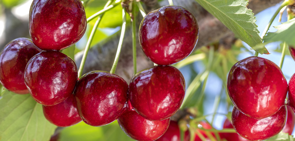Why are Black Cherries also Called Bing Cherries?
