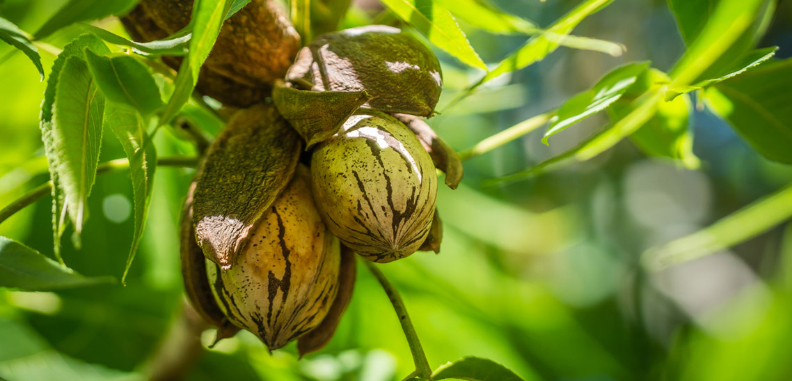 Where did the Pecan Tree Originated?