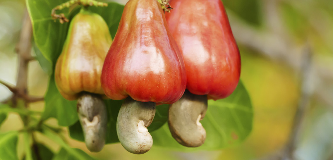 What is a Cashew Apple?