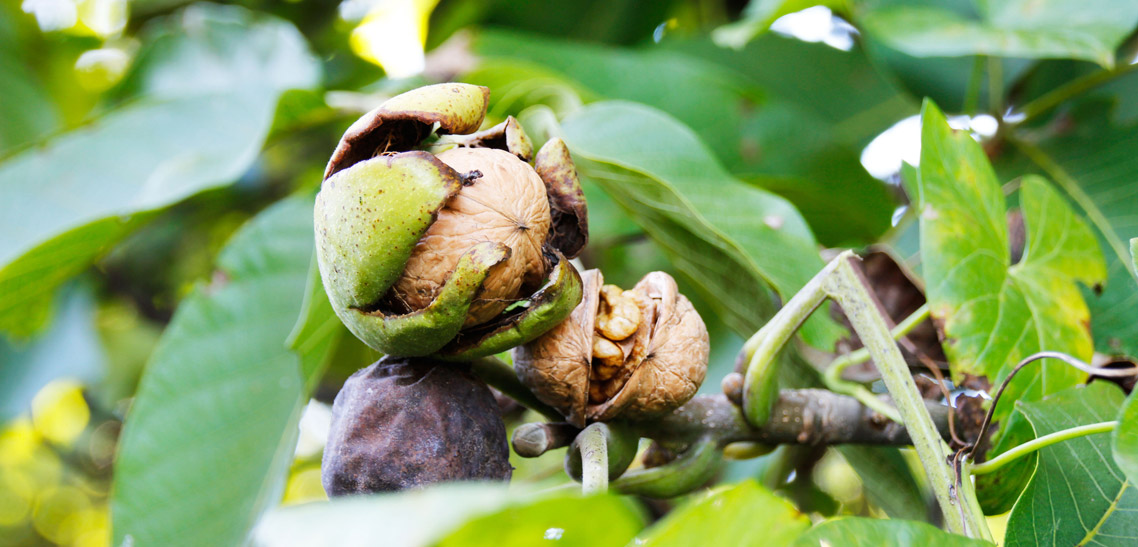 What is the History of Walnuts?